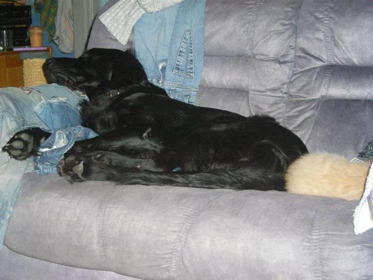 Blanding af racer yankie - endnu en af yankie ligge sammen med en af katte billede 4