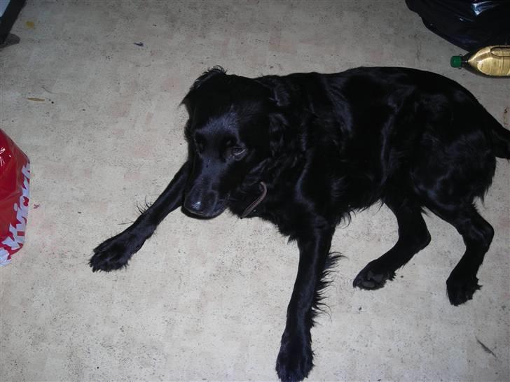 Blanding af racer yankie billede 5