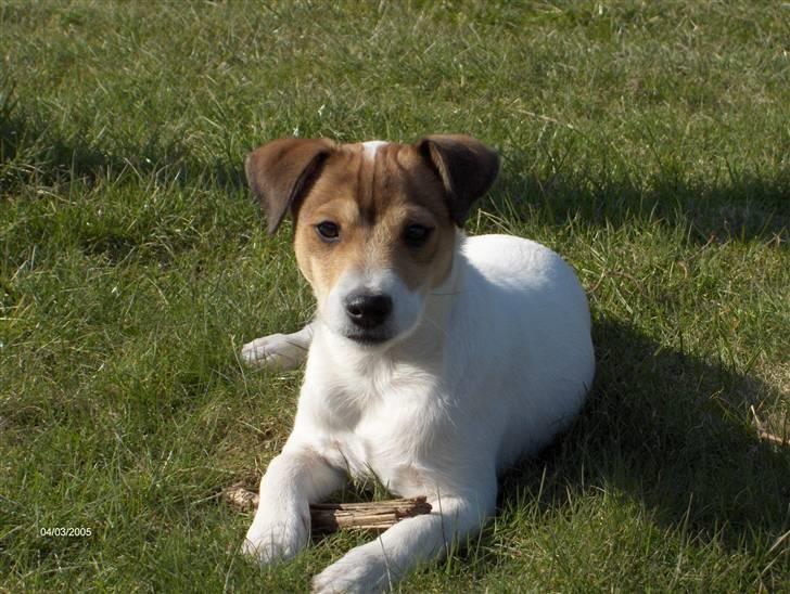 Parson russell terrier Jack billede 1