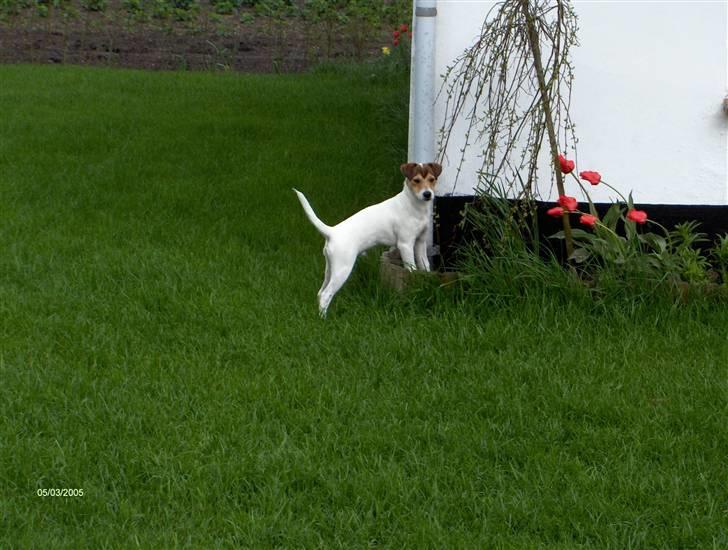 Parson russell terrier Jack billede 2