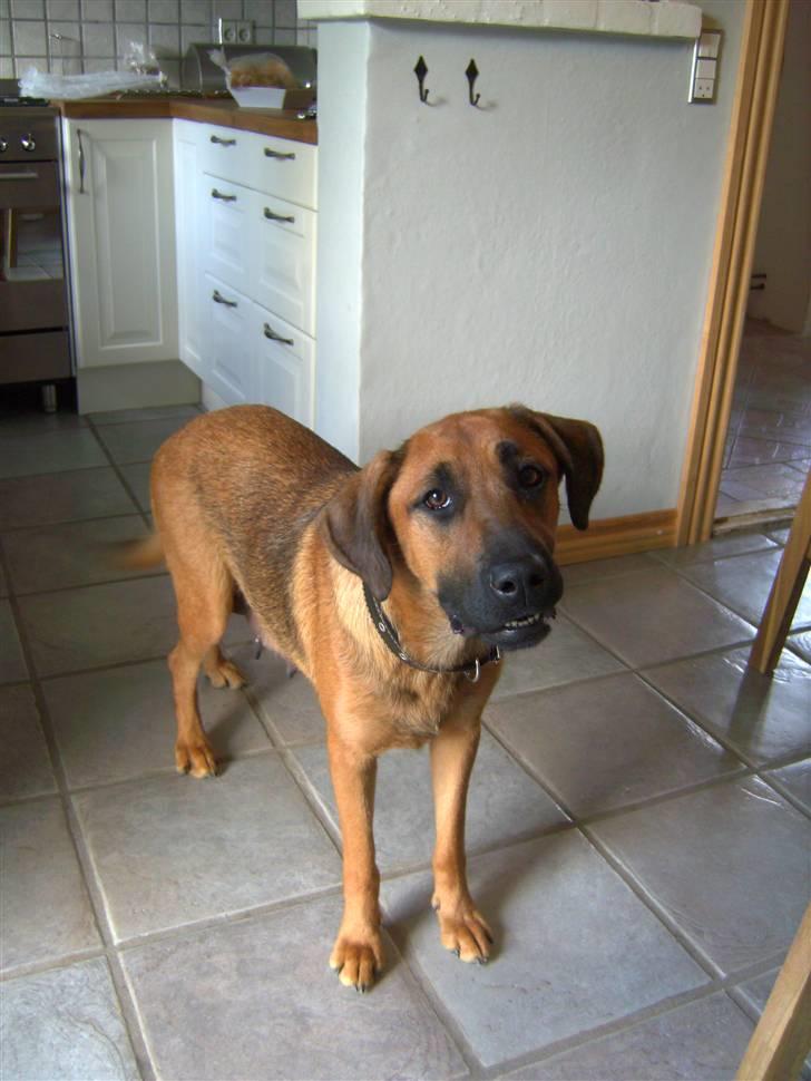 Blanding af racer CAYA Bønnelykke ¤ RIP ¤ - Hej   mit navn er Caya billede 1