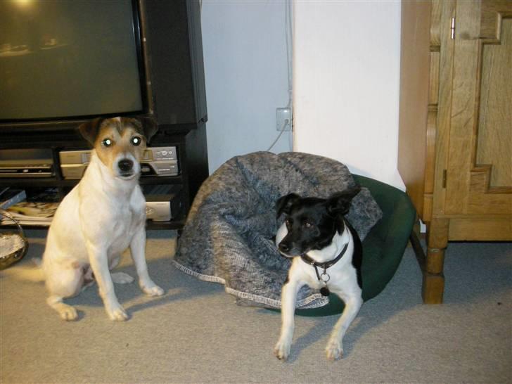 Parson russell terrier Jack - Jack her sammen med Sif hjemme hos farfar billede 3