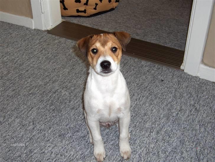 Parson russell terrier Jack - Jack ligefter han er kommet hjem til Vamdrup ca. 9 uger billede 4