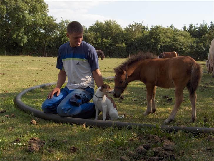 Parson russell terrier Jack - Jack kommet med ind på hestemarken. Godt det kun er lille Donna der er henne og hilse på - tænker Jack billede 5
