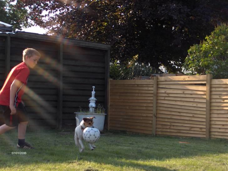 Parson russell terrier Jack - Så er der dømt drømmespil fra Jack alias Ronaldo billede 6