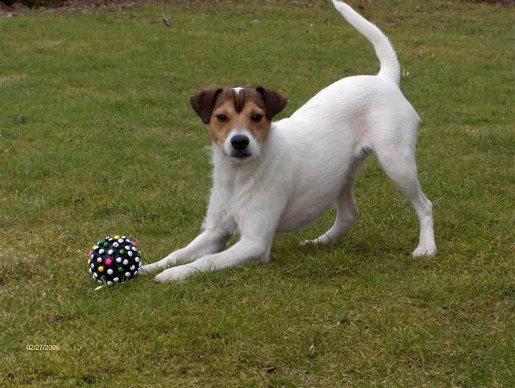 Parson russell terrier Jack billede 7