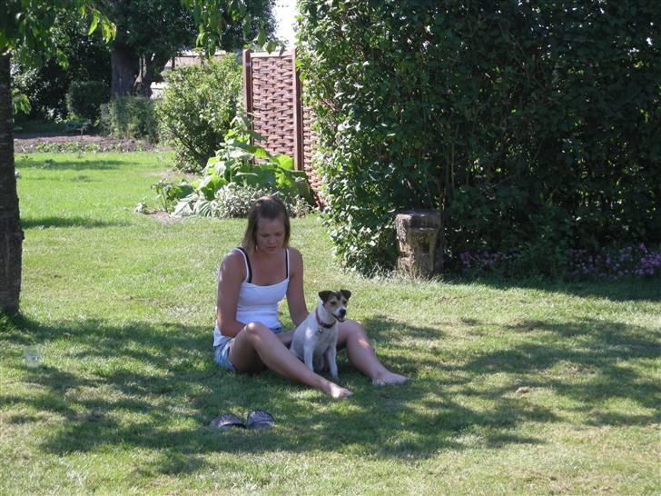 Parson russell terrier Jack - En hyggestund i haven billede 8