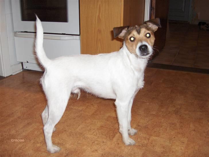 Parson russell terrier Jack billede 9