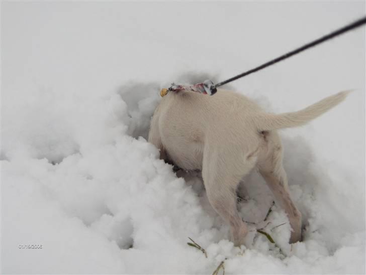 Parson russell terrier Jack - ...jeg ved musene plejer at være her, jeg skal bare lige ned til dem... billede 10