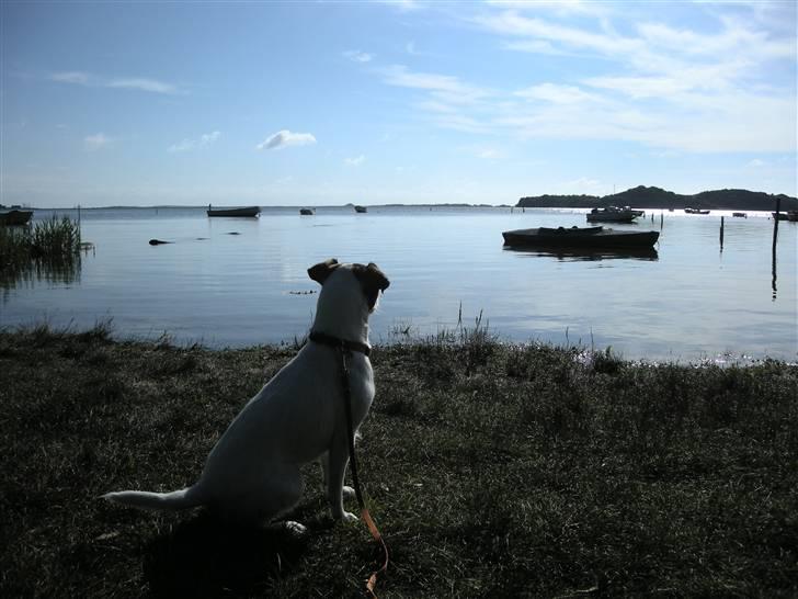 Parson russell terrier Jack - Jack er med på ferie på Samsø billede 11