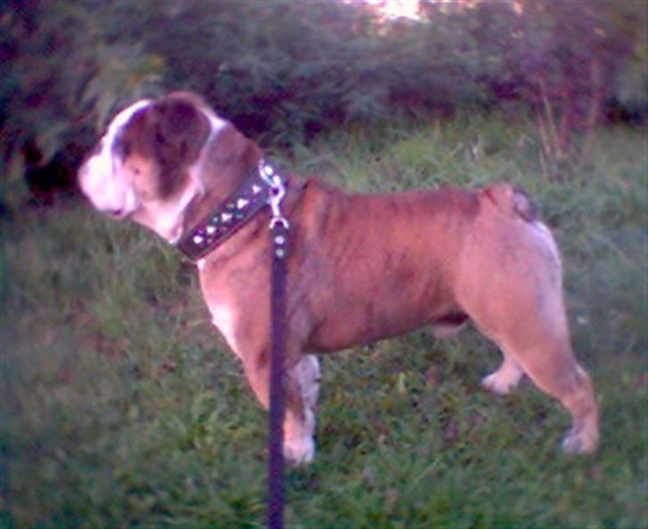 Engelsk bulldog Mojo  * R.I.P. * :´(  billede 8