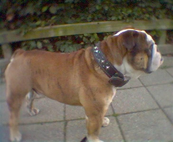 Engelsk bulldog Mojo  * R.I.P. * :´(  billede 9