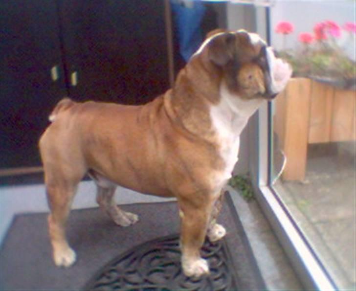 Engelsk bulldog Mojo  * R.I.P. * :´(  billede 10