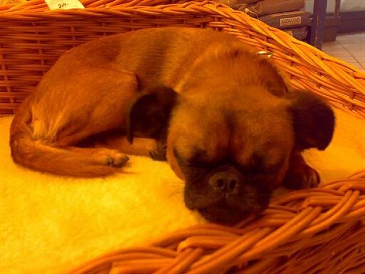 Griffon petit brabancon Kenzo billede 12