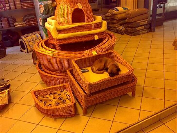 Griffon petit brabancon Kenzo - Man bliver træt af at være med på arbejde billede 13