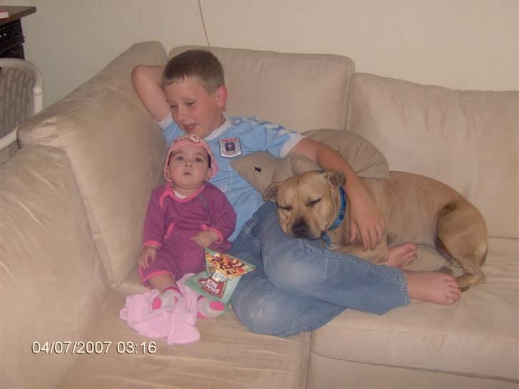 Amerikansk staffordshire terrier 2pac - hygger med famillien billede 20