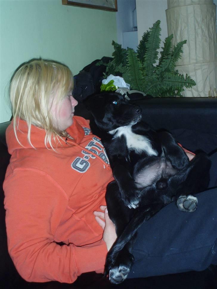 Blanding af racer Nero billede 1