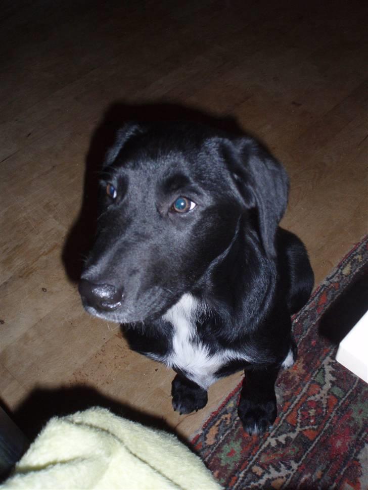 Blanding af racer Nero billede 2