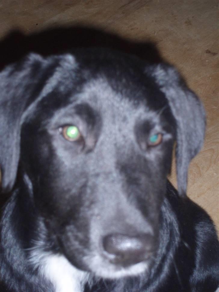 Blanding af racer Nero billede 3