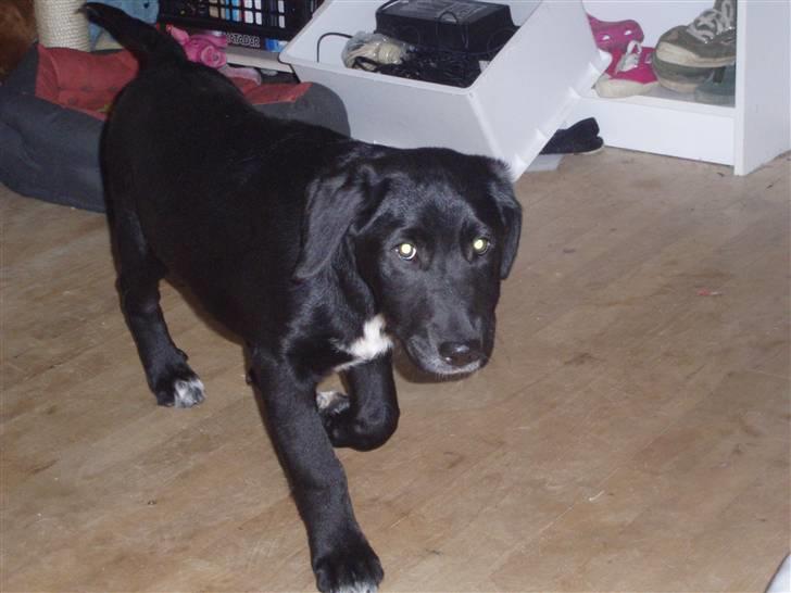 Blanding af racer Nero billede 4