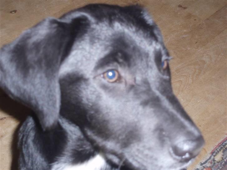 Blanding af racer Nero billede 5