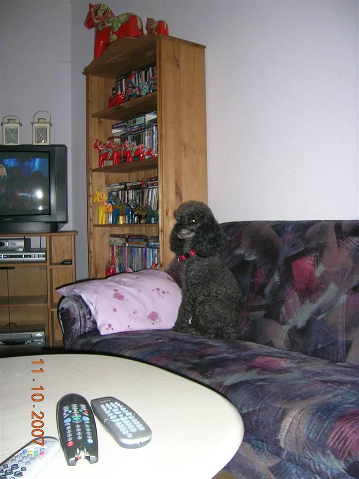 Mellempuddel Bølle - Bølle sidder i sofaen. billede 2