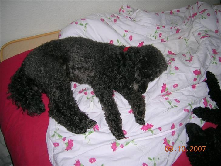 Mellempuddel Bølle - Bølle tager lige en slapper. billede 3