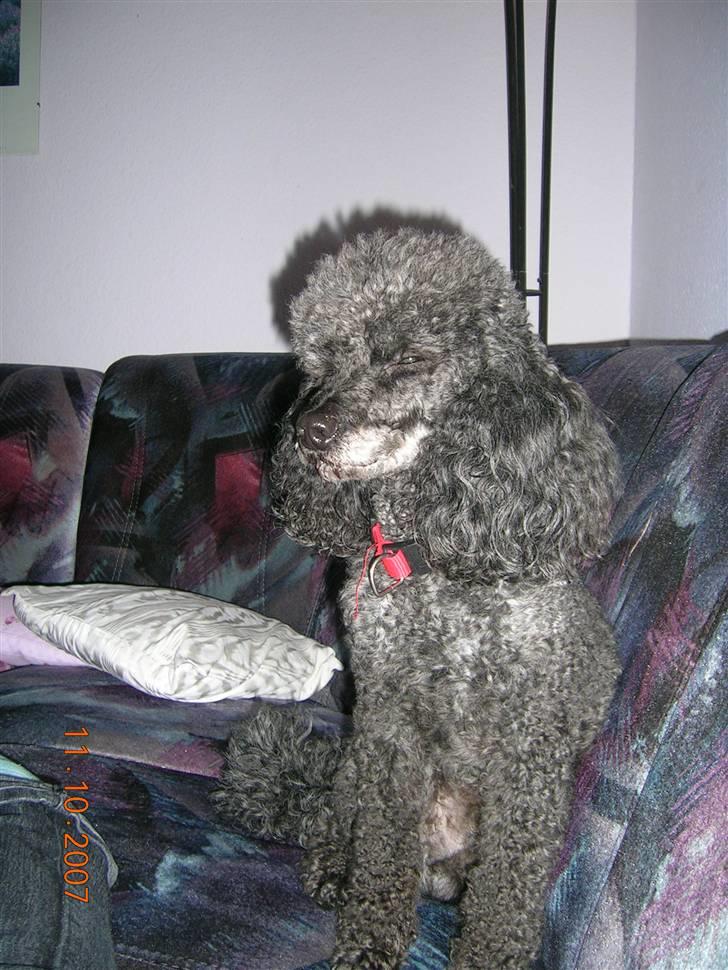 Mellempuddel Bølle - Bølle sender dræber øjne. billede 4