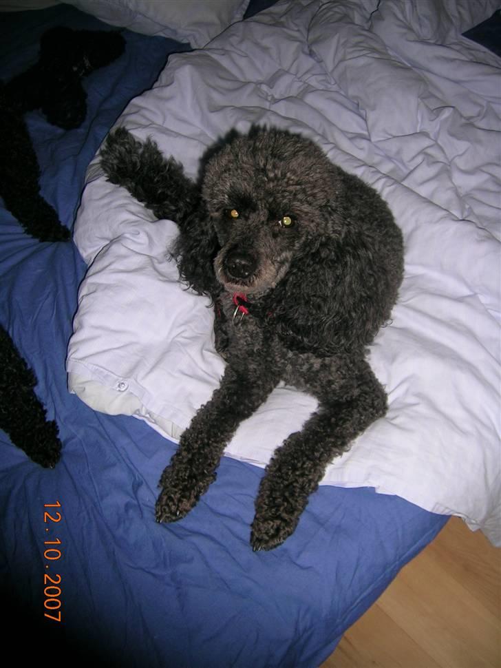 Mellempuddel Bølle - Hejsa, siger Bølle. billede 5