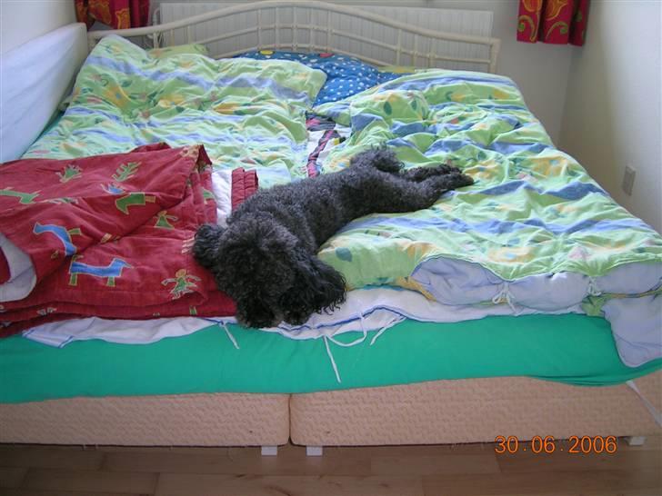 Mellempuddel Bølle - Bølle tager lige en slapper. billede 6