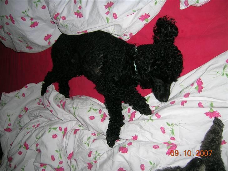 Mellempuddel Uffe - Uffe tager lige en slapper. billede 2