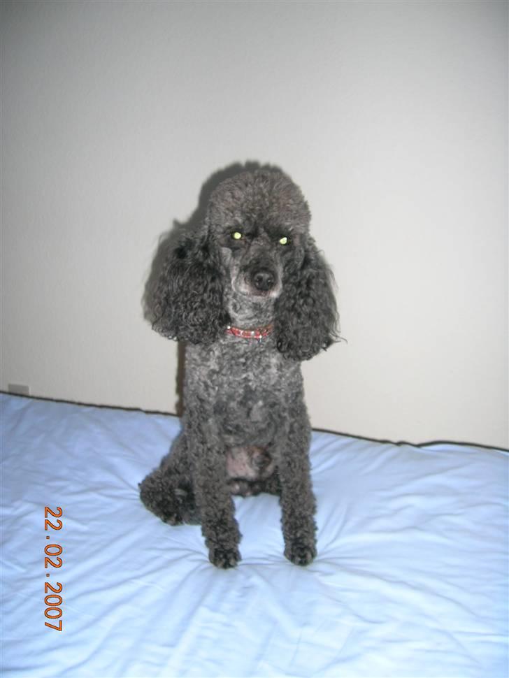 Mellempuddel Bølle - Bølle i sengen. billede 7