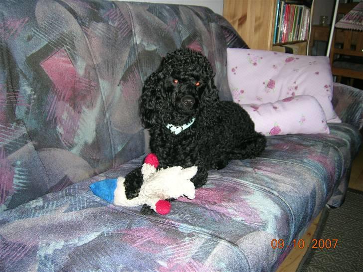 Mellempuddel Uffe - Uffe med sin bamse. billede 3