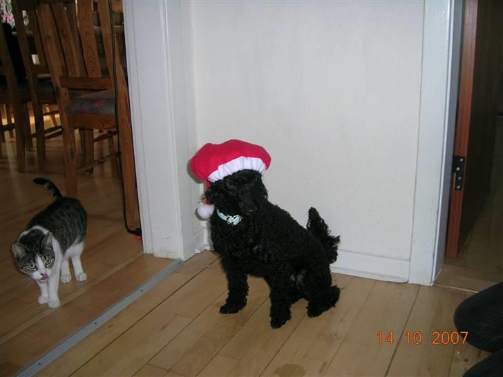 Mellempuddel Uffe - Uffe med nissehue. billede 4