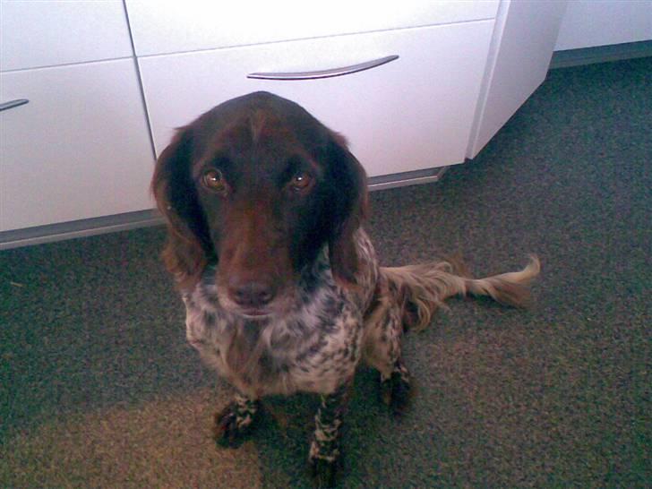 Kleiner münsterländer Curly - Curly me´ rigtige hunde øjn.  billede 1