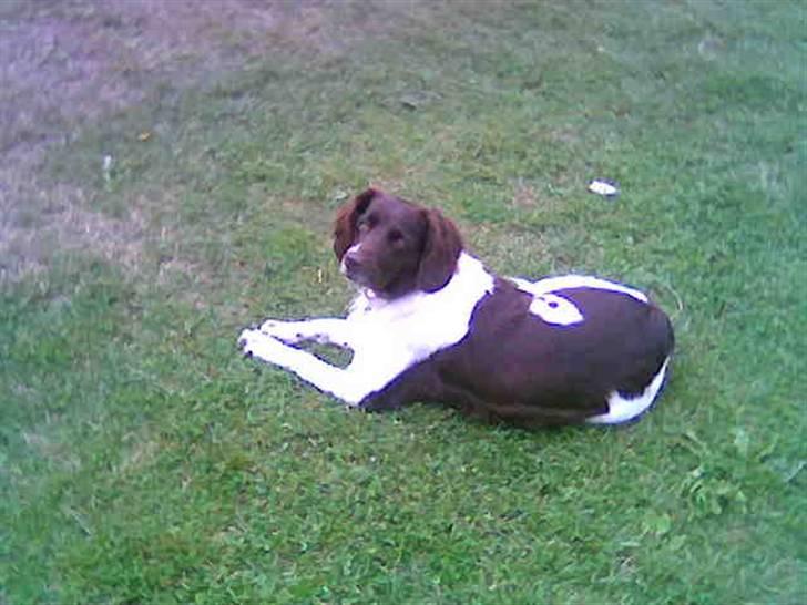 Kleiner münsterländer Zitta - Zitta, her er vi i norge sammen med hende på ferie. Foto.: Belinda c.  billede 1