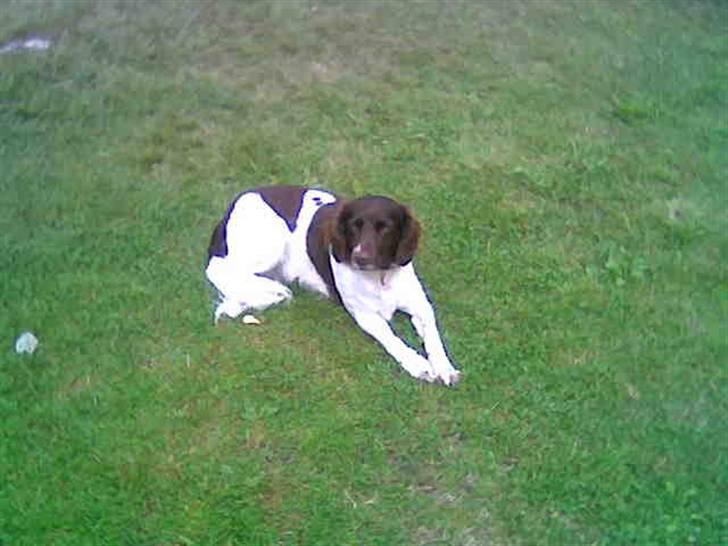 Kleiner münsterländer Zitta - Zitta i norge. XD skøøn tur. Foto.: Miig. <3 billede 2