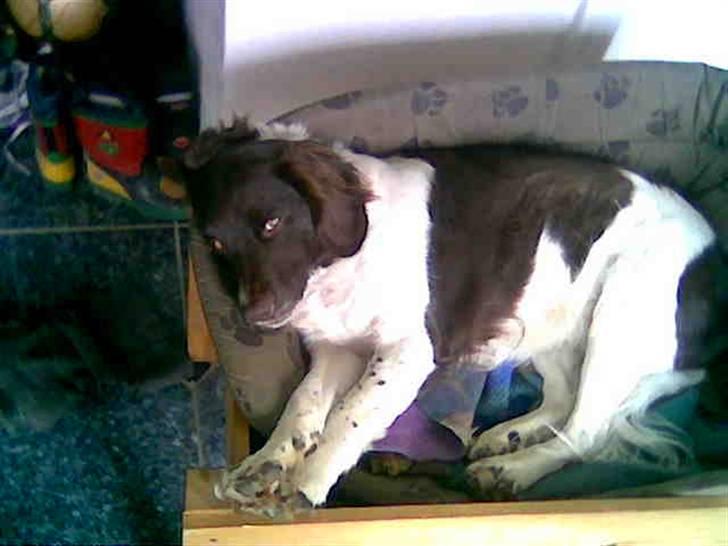 Kleiner münsterländer Zitta - Zitta ligger i hnéndes kurv. Hun har været ved vandet og er meget træt. ;D Foto.: Mig. <3 billede 3