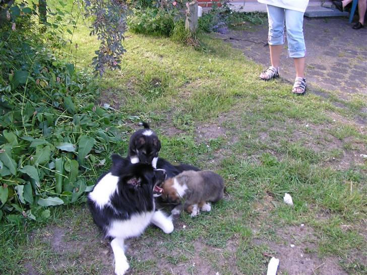 Islandsk fårehund zako - Her er jeg sammen med min mor og et par søskende billede 7