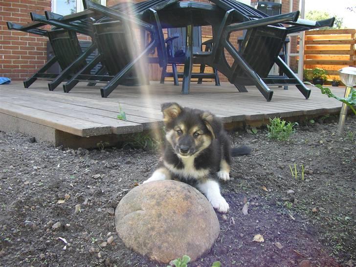 Islandsk fårehund zako - Solmanden kysser min kind billede 9