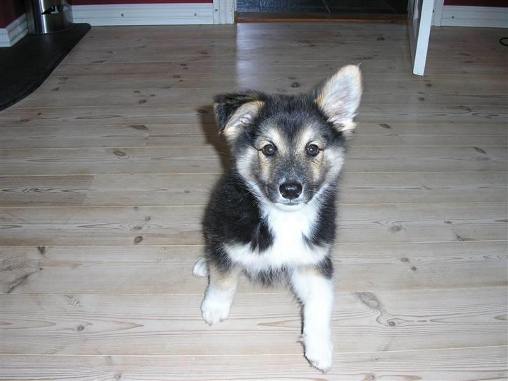 Islandsk fårehund zako - Så kom det ene øre op og stå billede 10