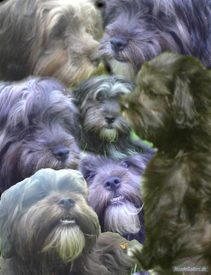 Blanding af racer LhasaPoo -  Frk. Poco billede 12