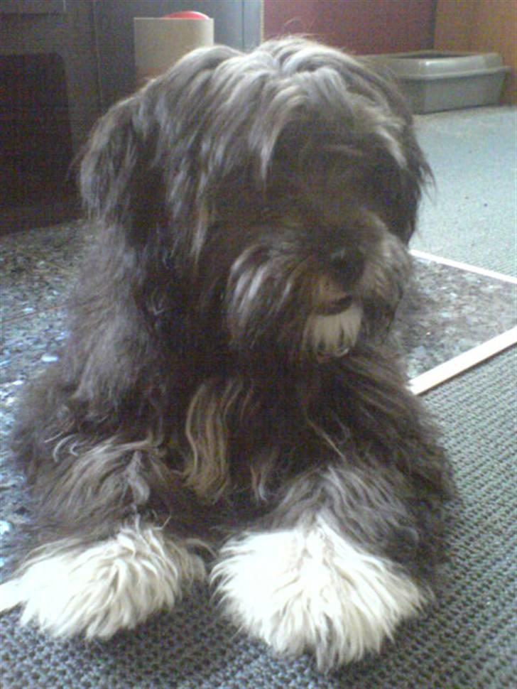 Blanding af racer LhasaPoo -  Frk. Poco billede 13