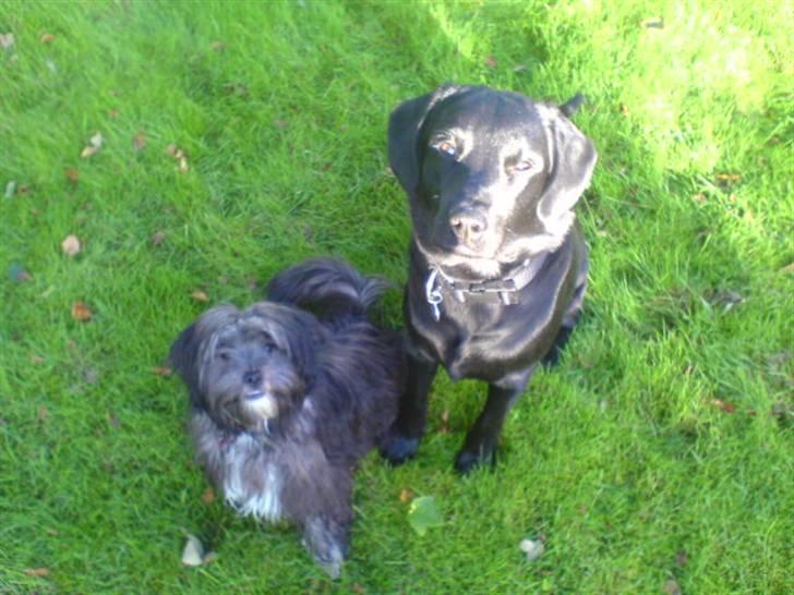 Blanding af racer LhasaPoo -  Frk. Poco billede 15