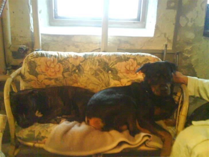 Amerikansk staffordshire terrier Teison - Rollo & Teison <3 <3  billede 6