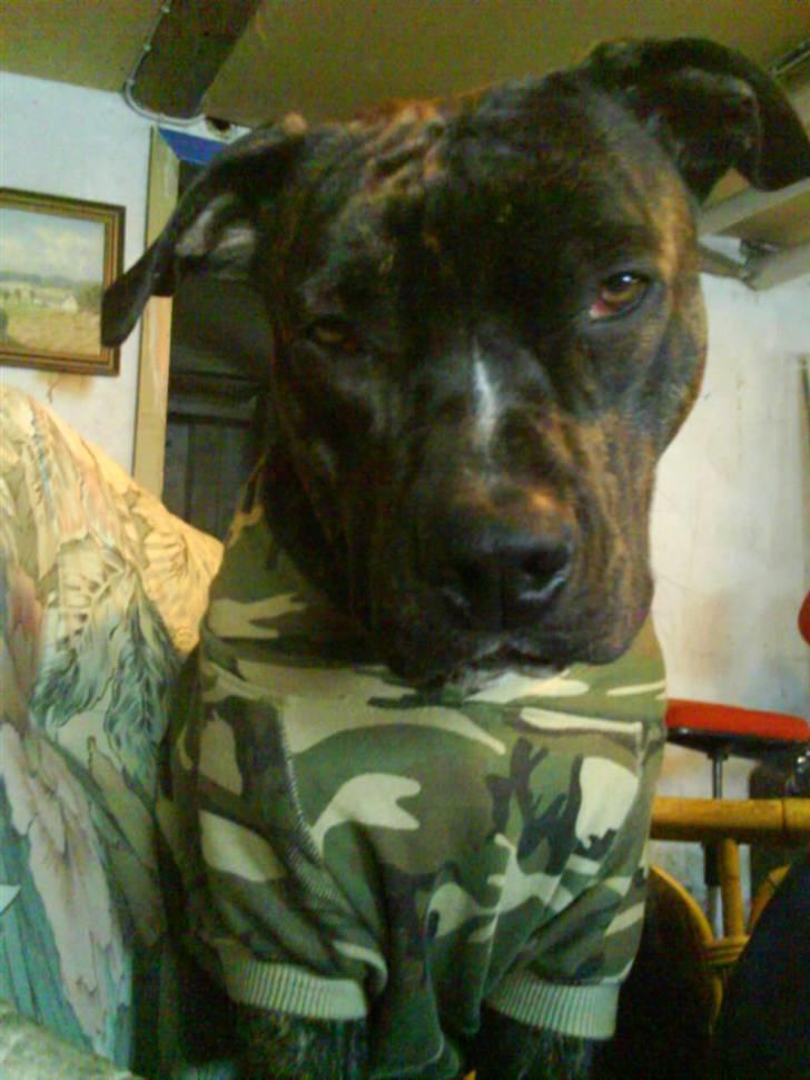 Amerikansk staffordshire terrier Teison - Vores charmetrold :D  , I militær!!  billede 7