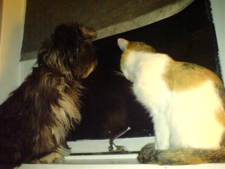 Blanding af racer LhasaPoo -  Frk. Poco billede 16