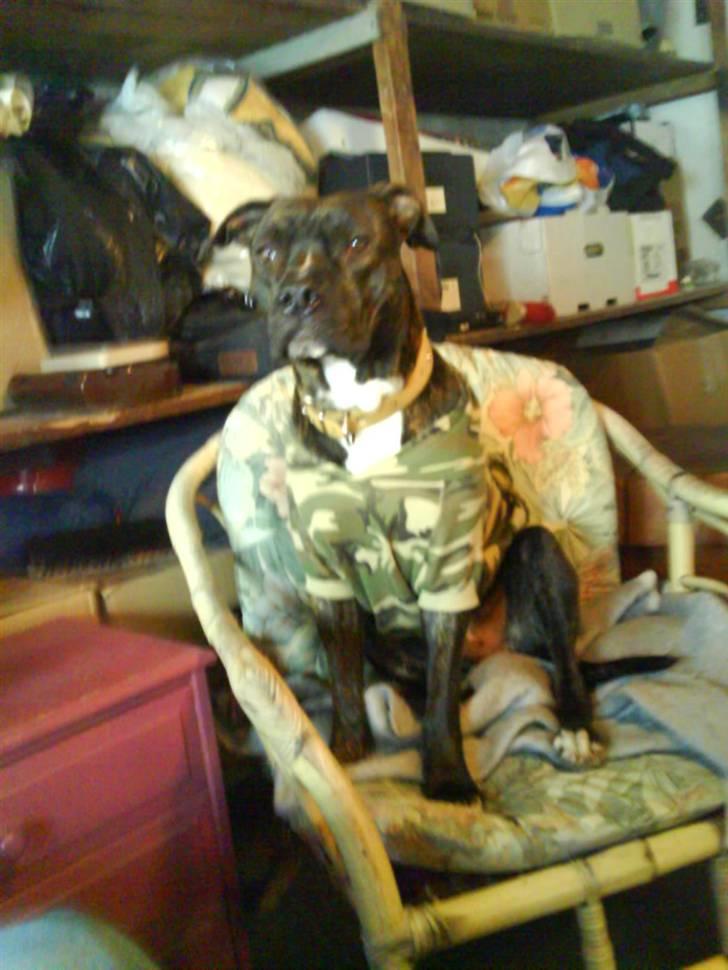 Amerikansk staffordshire terrier Teison - Smukke!!!  <3 billede 8