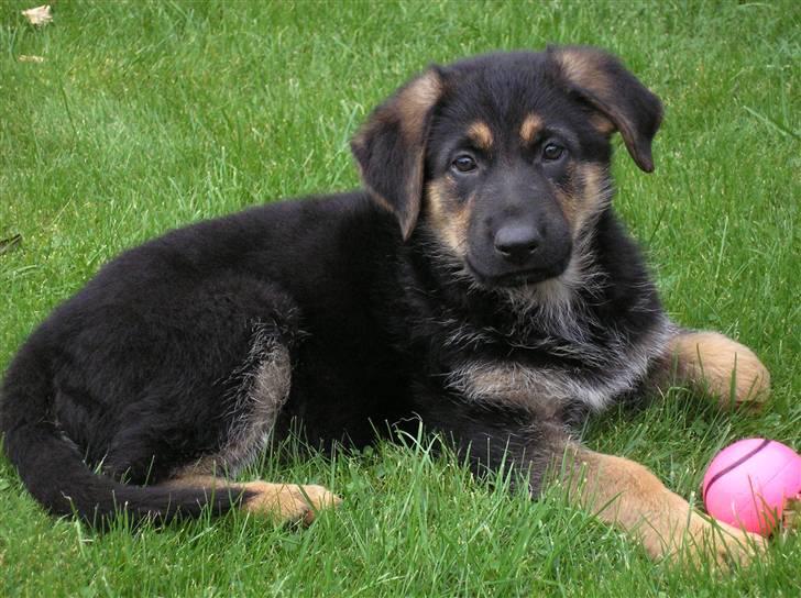 Schæferhund Zika - Skøn at lege med en LILLE BOLD!! billede 2