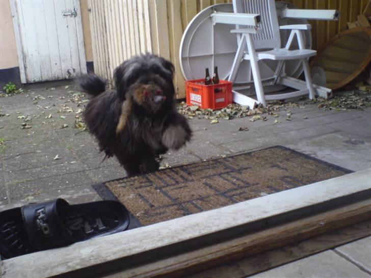 Blanding af racer LhasaPoo -  Frk. Poco billede 18